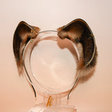 Calico Baby Fox