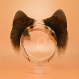 Pending! ~ Natural Brown Akita