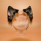 Closed! - Siamese Feline